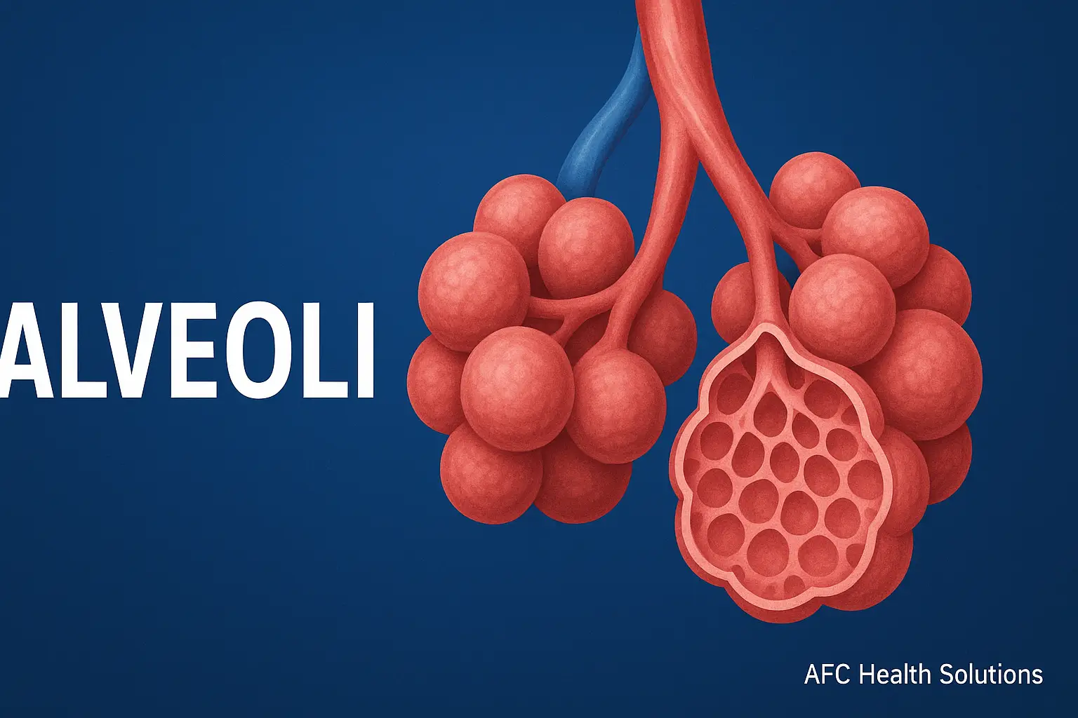Alveoli: Struktur Vital dalam Sistem Pernapasan Manusia