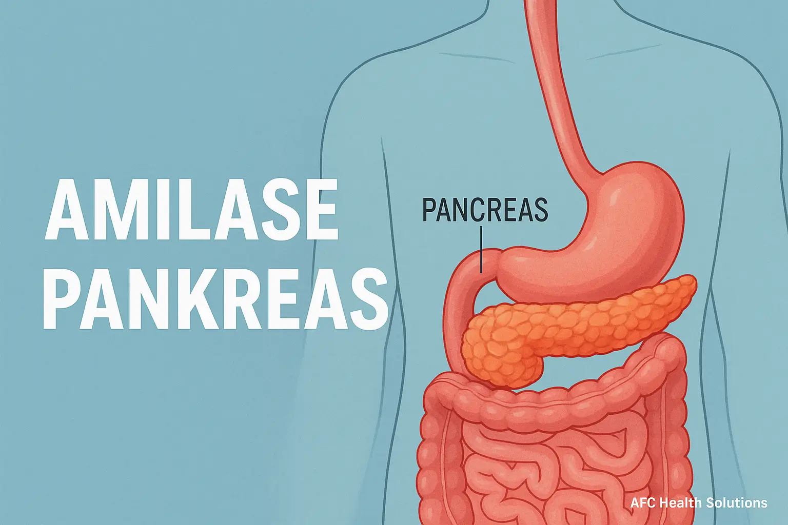 Amilase Pankreas: Enzim Penting dalam Sistem Pencernaan Manusia