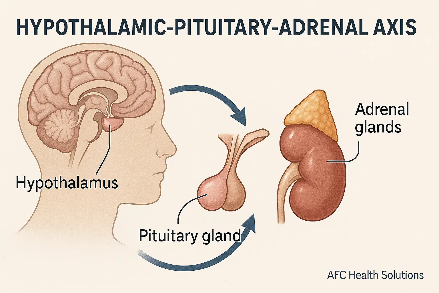 Memahami Sumbu Hipotalamus-Hipofisis-Adrenal (HPA Axis)