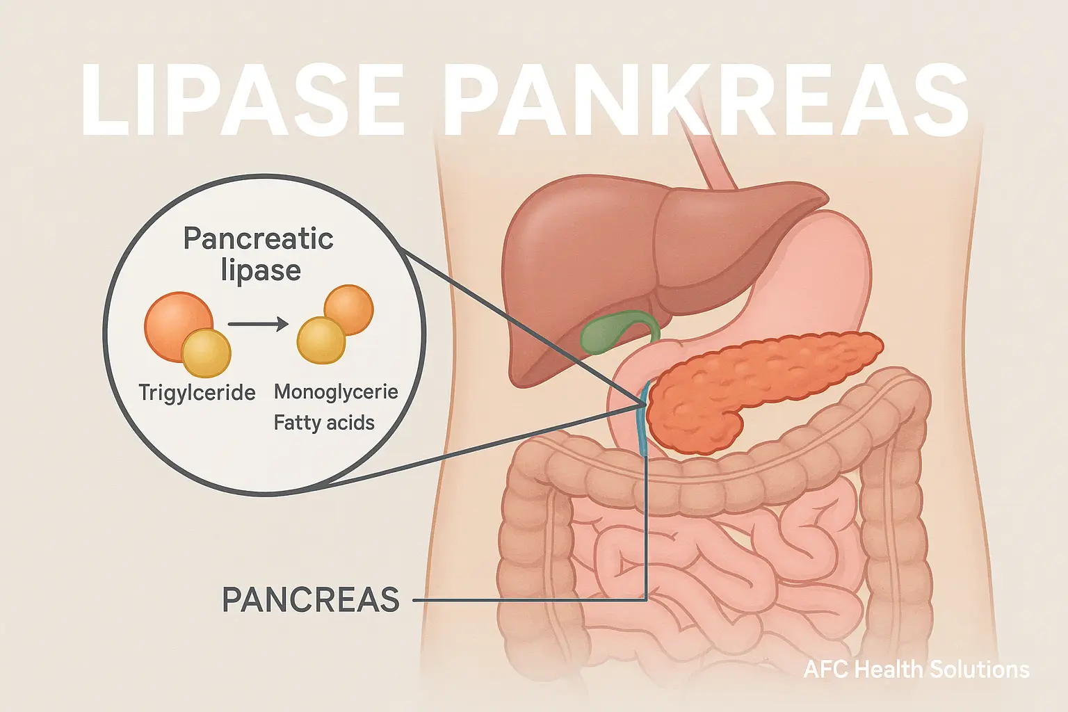 Lipase Pankreas: Enzim Penting dalam Sistem Pencernaan Manusia