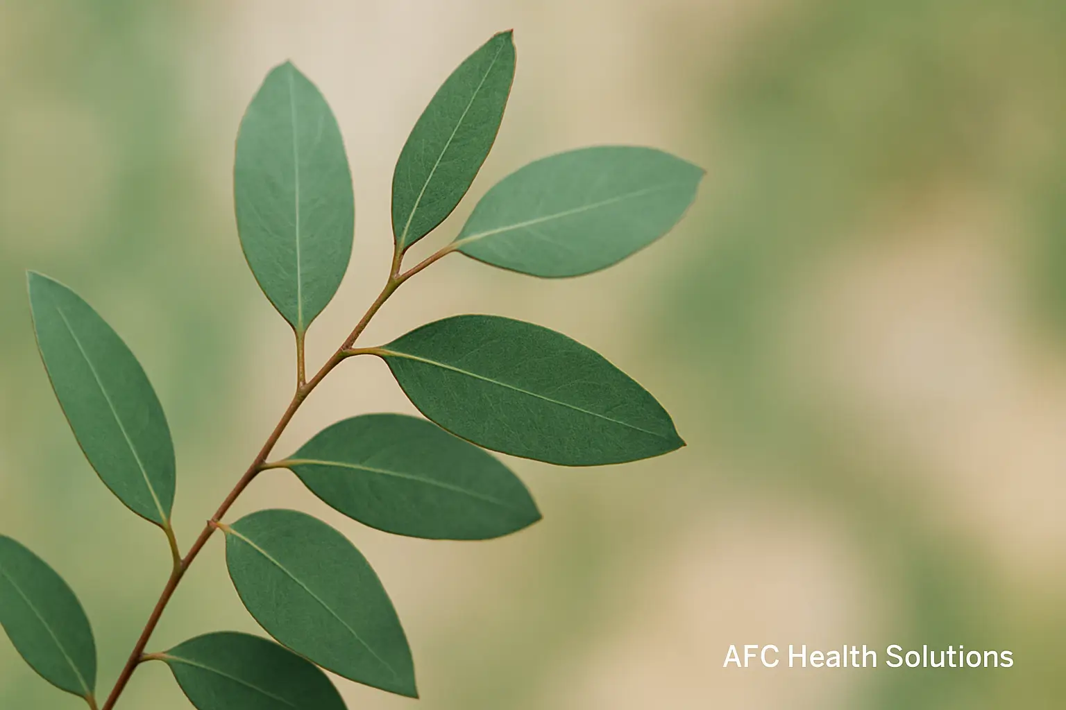 Mengenal Eucalyptus: Tanaman Ajaib Serbaguna dari Australia