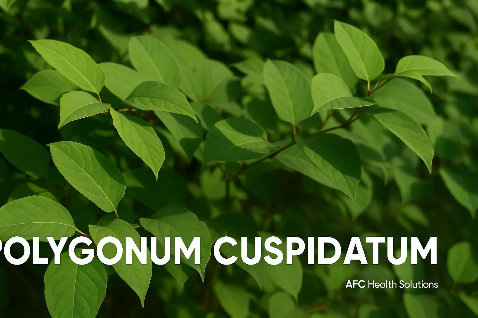 Mengenal Polygonum Cuspidatum: Tanaman Herbal Serbaguna dengan Sejuta Manfaat