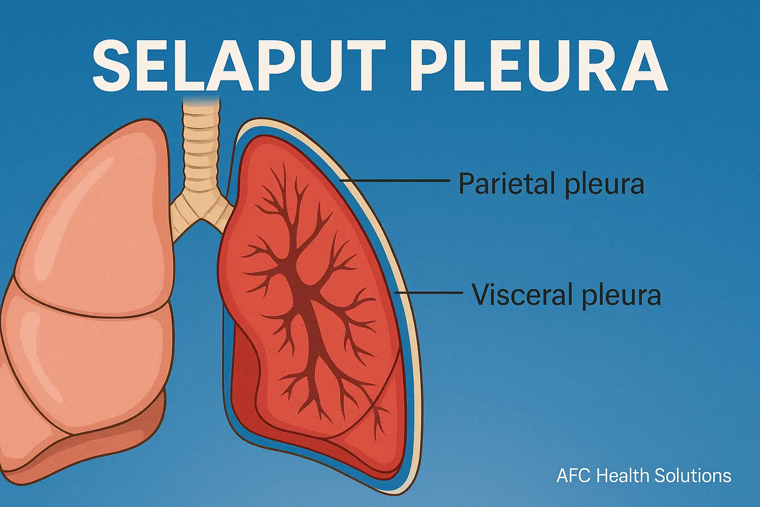 Mengenal Selaput Pleura: Struktur, Fungsi, dan Gangguan yang Bisa Terjadi