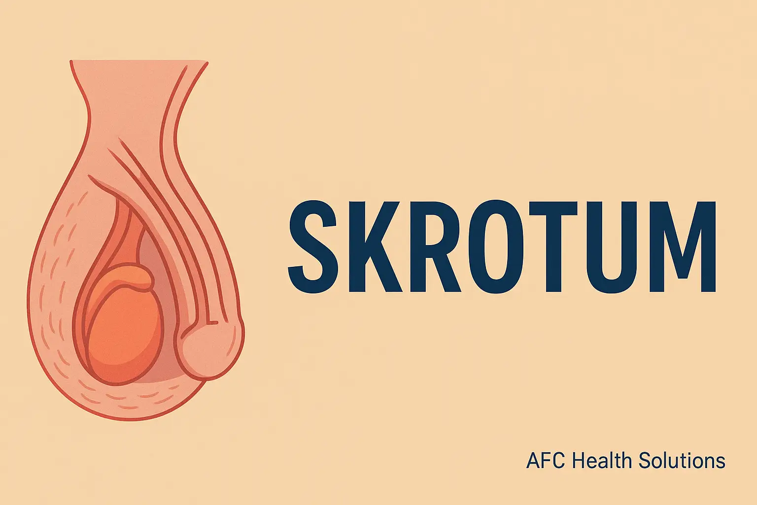 Skrotum: Anatomi, Fungsi, dan Gangguan Kesehatan yang Perlu Diketahui