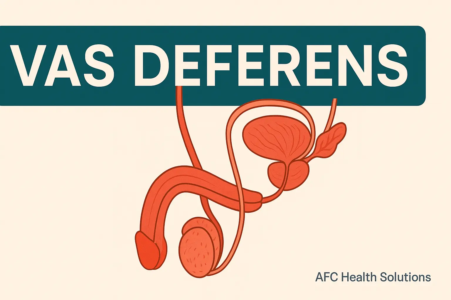 Vas Deferens: Struktur, Fungsi, dan Peran Penting dalam Sistem Reproduksi Pria